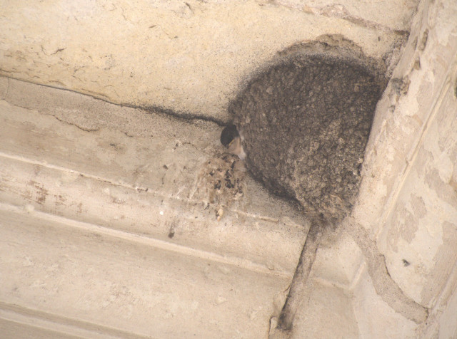 La Turballe - La nature s'invite en ville