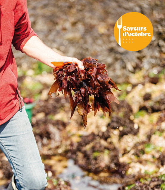 Le Croisic - Atelier cuisiner les algues - Saveurs d'Octobre