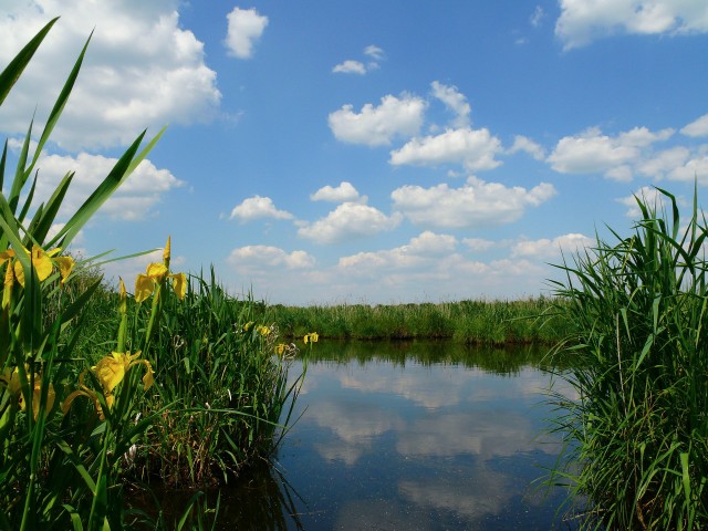 Regionaler Naturpark Brière - der Sumpf