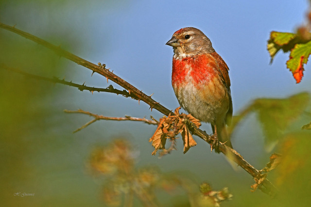 mesquer-19 juilliet-diaporama-oiseaux-credit-henri-guennec-1809818