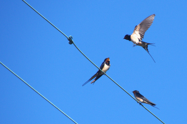 Piriac-sur-Mer - La nature s'invite en ville