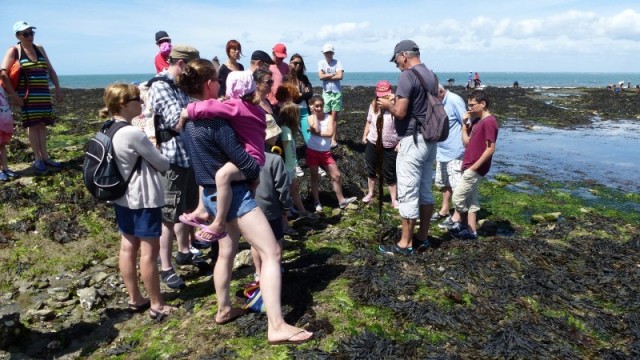 Piriac-sur-Mer - Sortie découverte des algues
