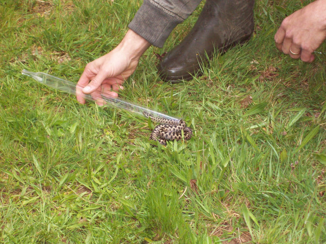 Sortie nature reptiles