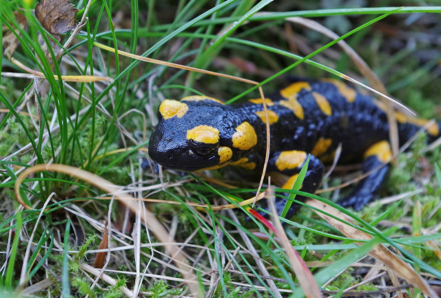 Sortie nature salamandre - Herbignac