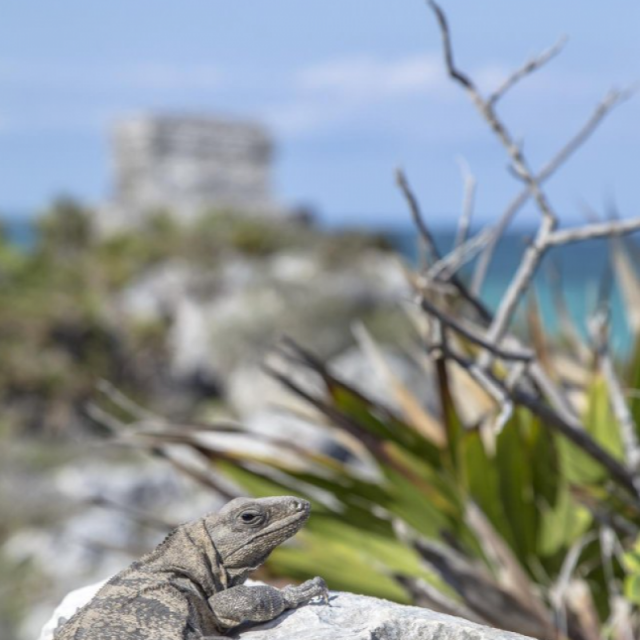Voyage aux Galapagos