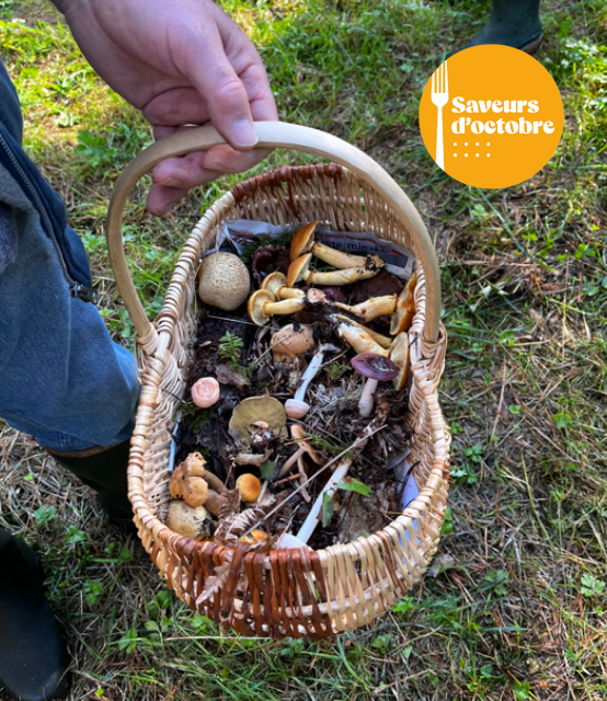 Week-end cueillette de champignons - Saint-Molf