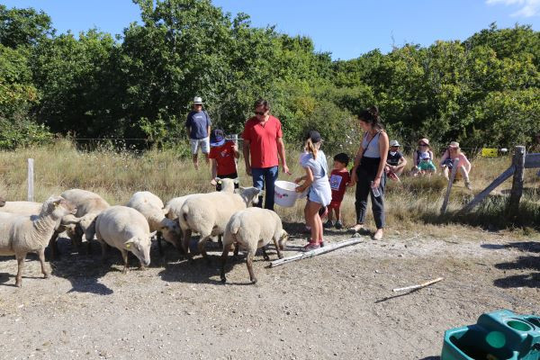 2024-08-05-visite-elevage-moutons-credit-amis-des-sites-mesquer