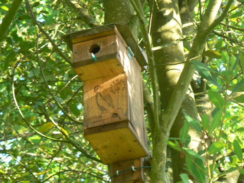 Accueillir la biodiversité dans son jardin : nichoirs à oiseaux