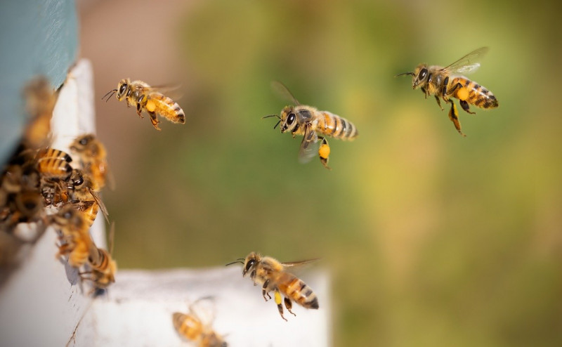 Accueillir les pollinisateurs chez soi - Herbignac