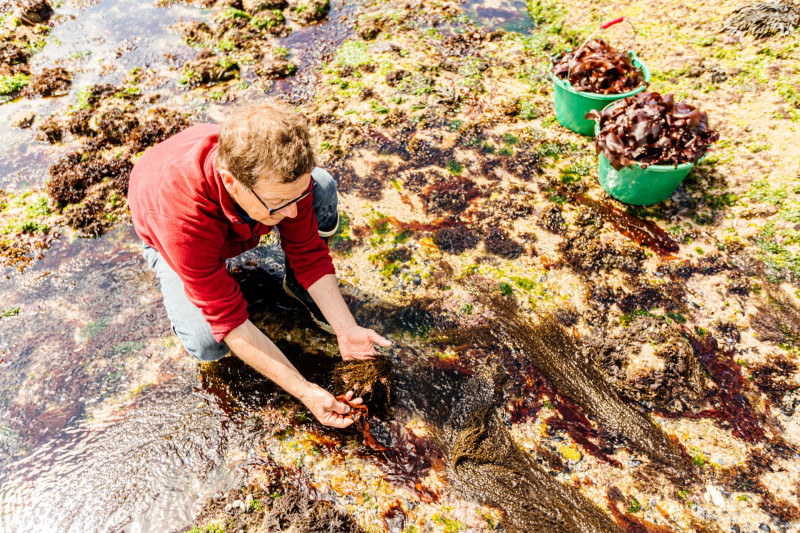 Atelier découverte des algues à la Ferme - Saveurs d'Octobre
