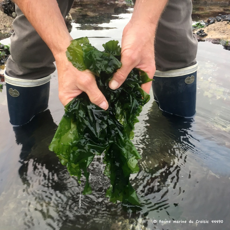 Atelier initiation à la cueillette des algues alimentaires Le Croisic