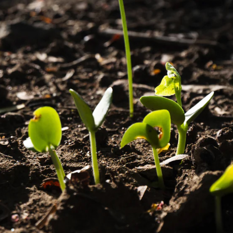 Atelier : Nos petits pas sur un sol vivant