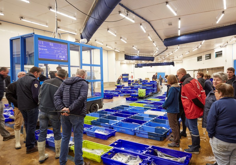 La Turballe - Guided tour of the fish Auction Hall - 1h15