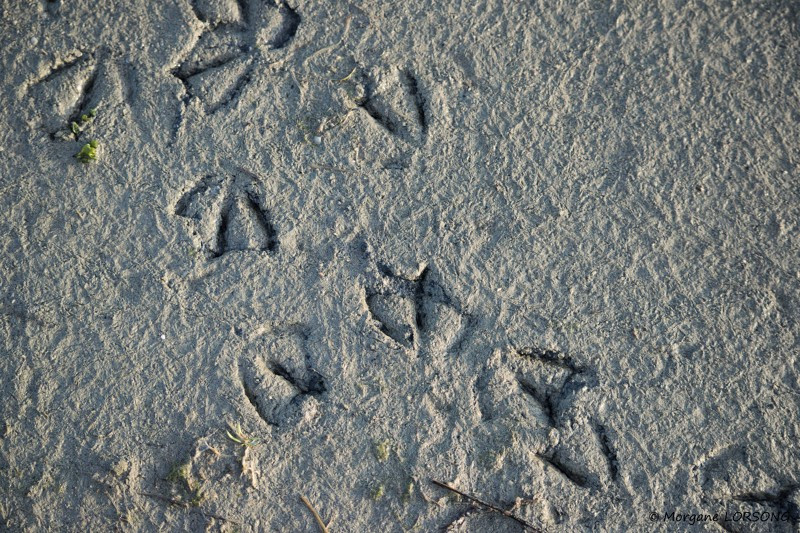 Balade - Traces et indices dans les marais - Guérande