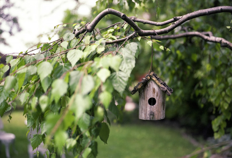 Construisez votre nichoir à oiseaux - Guérande