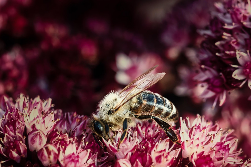 Créez un refuge pour la biodiversité - Herbignac