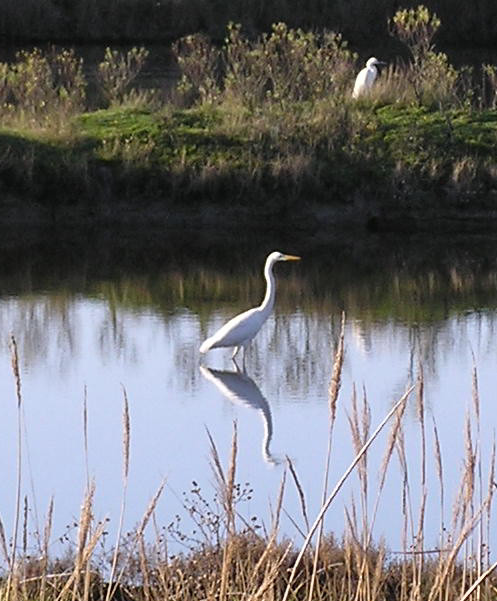découverte des oiseaux du marais