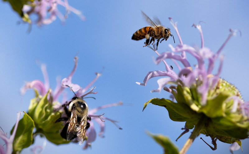 Devenez un véritable paparazzi des pollinisateurs ! - Village de Kerhinet