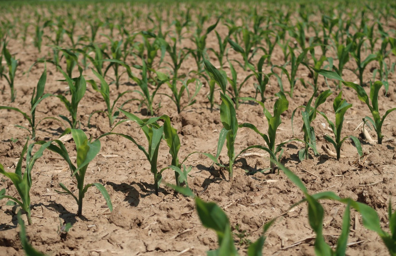 Distribution des plants - la turballe