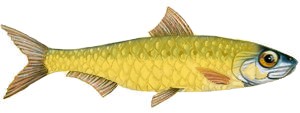 Escape Game la sardine d'or la turballe