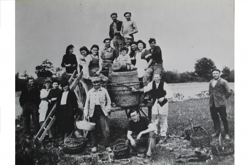 Exposition 39-45 - Vendanges à Kerollivier - Archives et Histoire - Saint-Lyphard