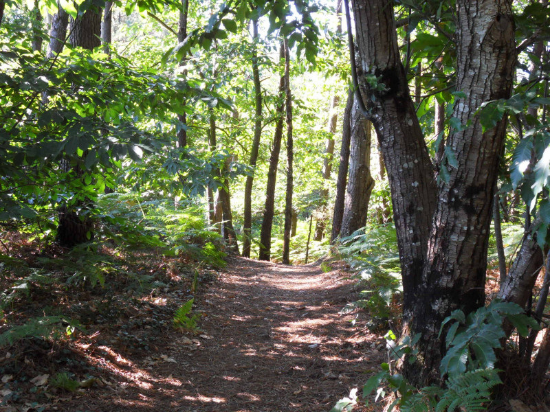 Forêt de Bernugat