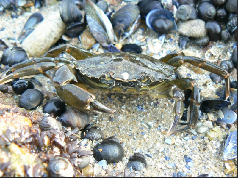 La vie à marée basse
