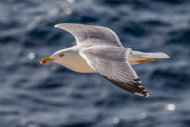 Les oiseaux marins en hiver - Parc Naturel Régional de Brière- Mesquer - Quimiac