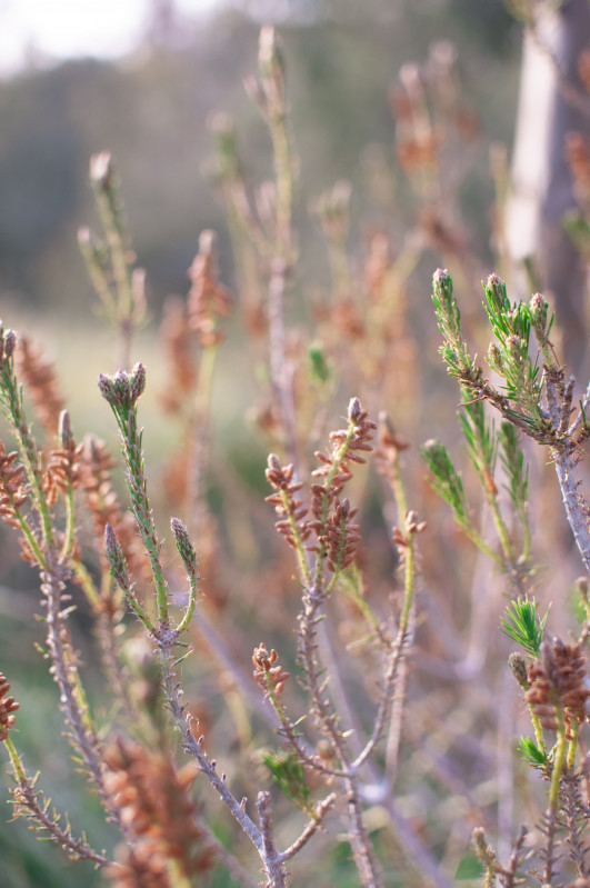 Les plantes sauvages de ma rue Wild Nature - Le Pouliguen 