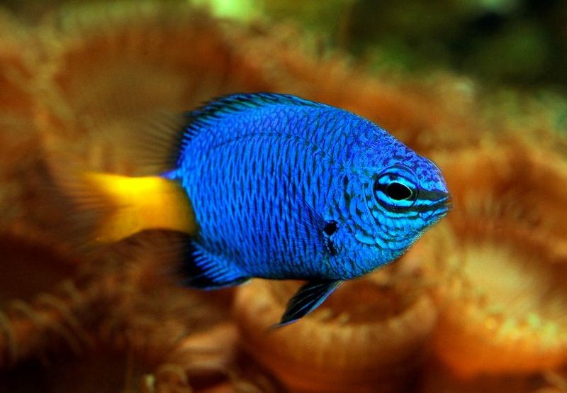 Océarium du Croisic Demoiselle bleue à queue dorée