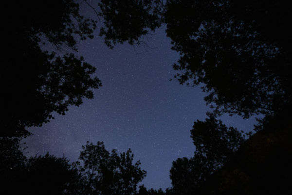Quand les étoiles s’allument, la vie nocturne se réveille