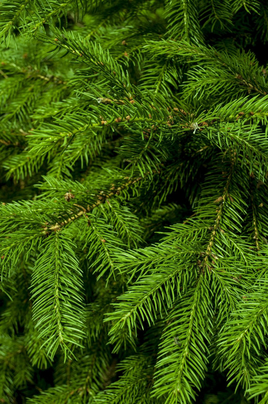 Recyclez vos sapins de Noël - La Turballe