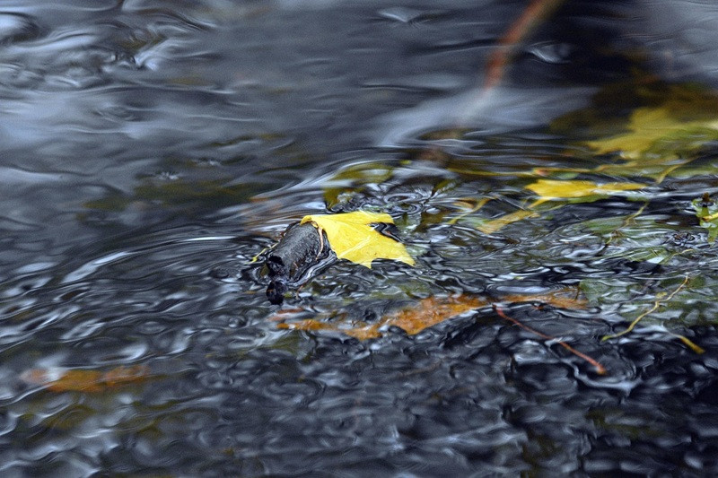 Ruisseau