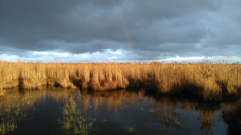 Saint-Lyphard - Faune Briéronne - Balade en chaland - 45 min