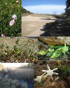 Sortie botanique à Pors er Ster - Piriac sur Mer