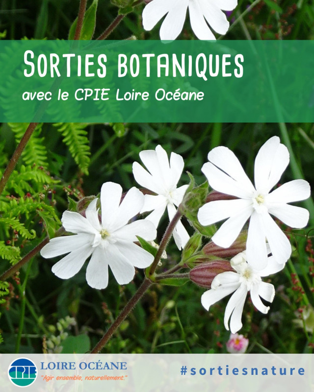 Sortie Botanique - Saint-Lyphard