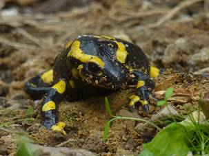 Sortie nature : Le grand voyage des salamandres Férel
