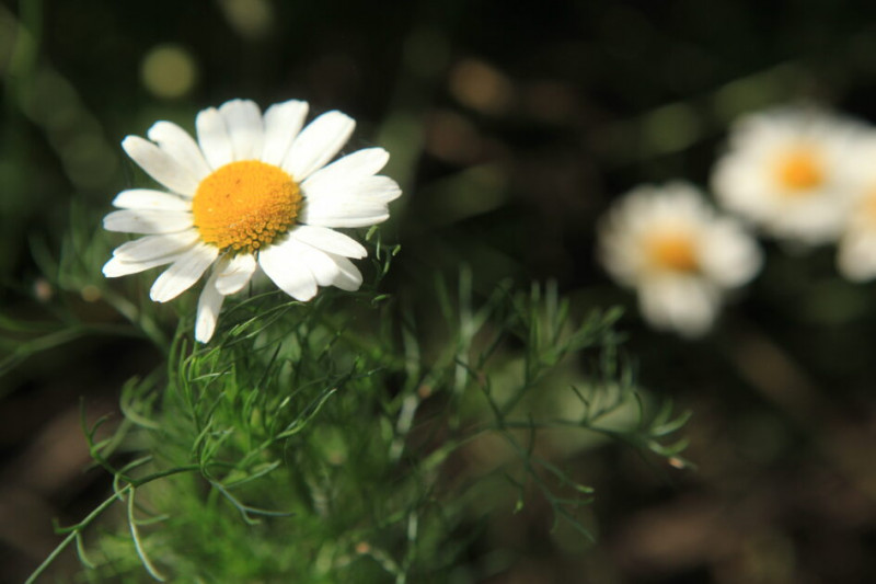 Sortie nature - Les plantes sauvages de ma rue - Guérande