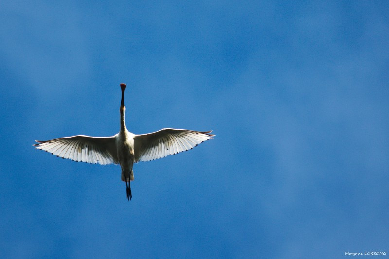 Visite - Le oiseaux du marais - Guérande