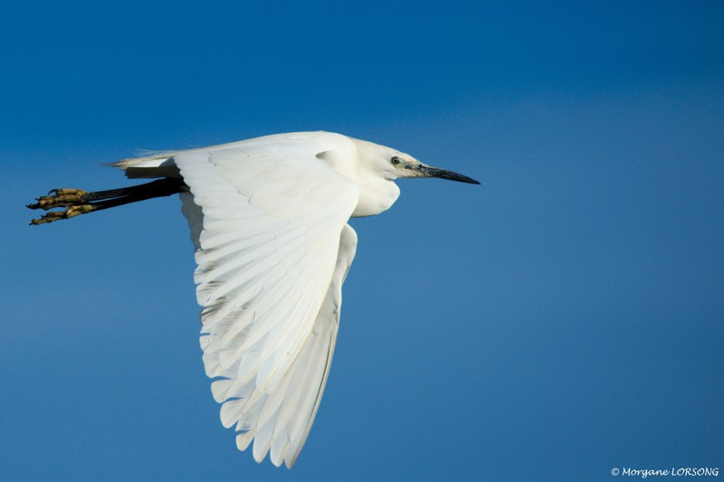 Visite - Les oiseaux du marais - Guérande