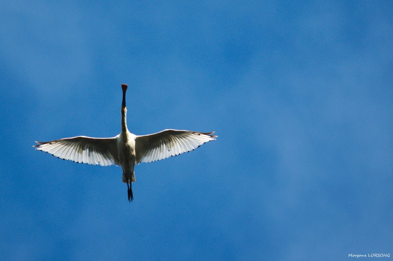 Visite - Les oiseaux du marais2 - Guérande