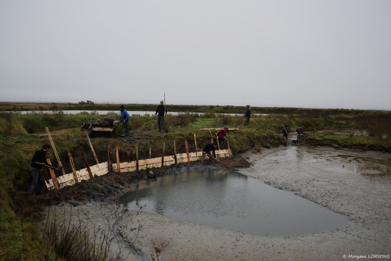 Visite - Travaux d'automne au marais - Guérande