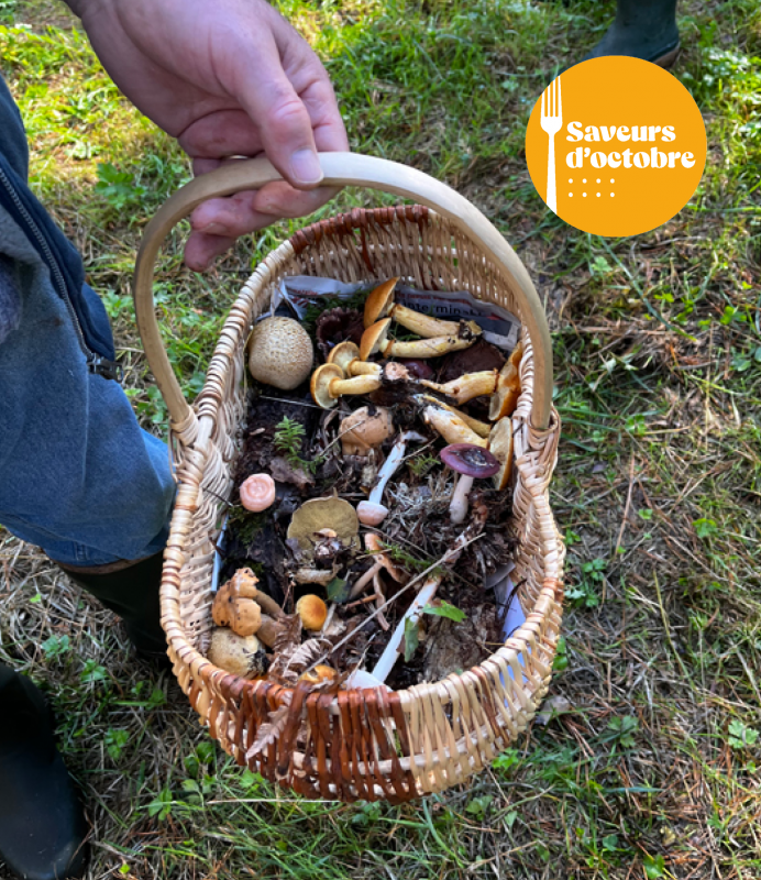 Week-end cueillette de champignons - Saint-Molf