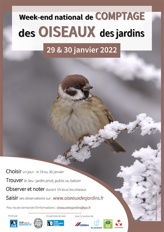 Week-end national Comptage des oiseaux des jardins - Saint-Lyphard