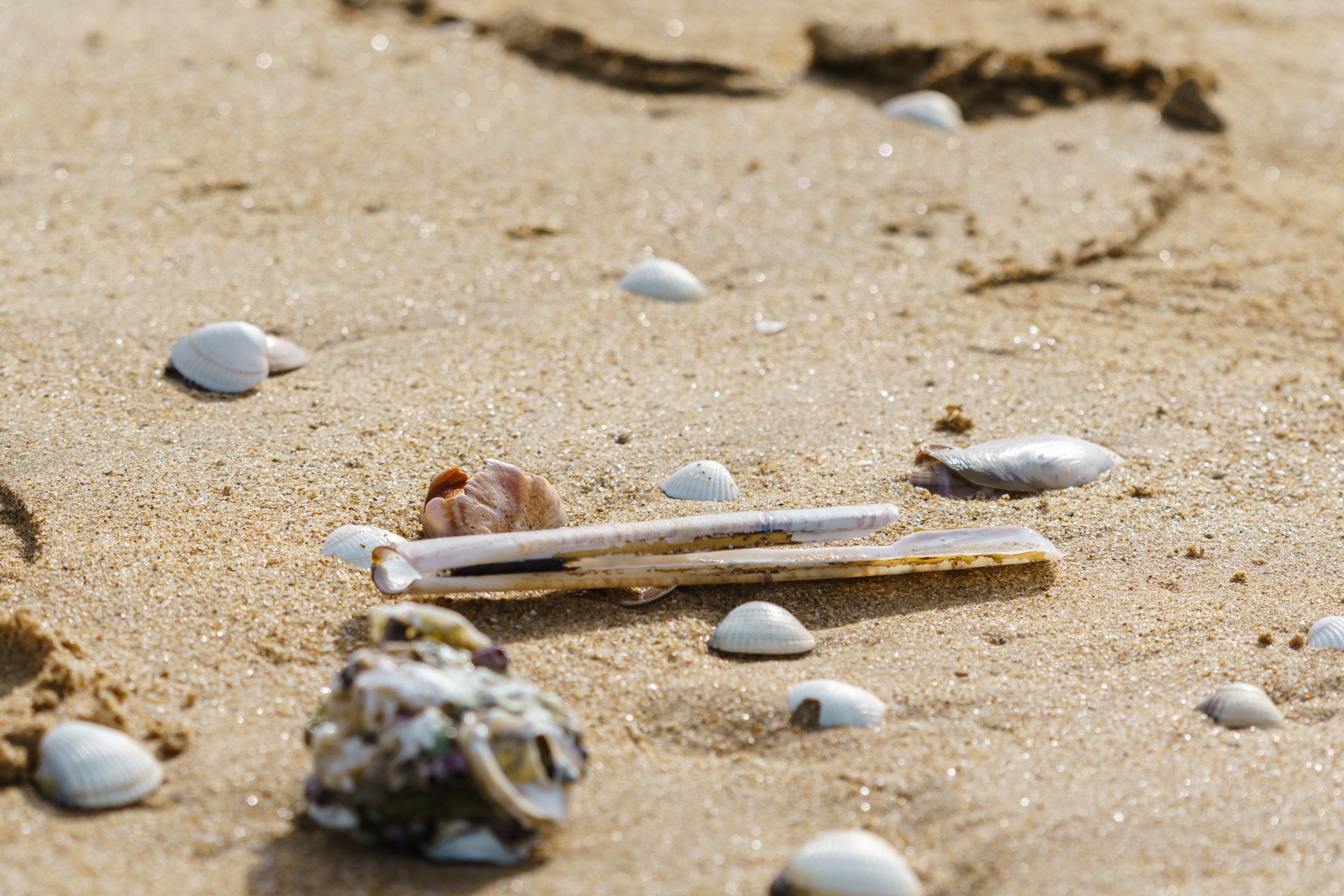 Pêche à pied - coquillages - © Jérémy Jéhanin