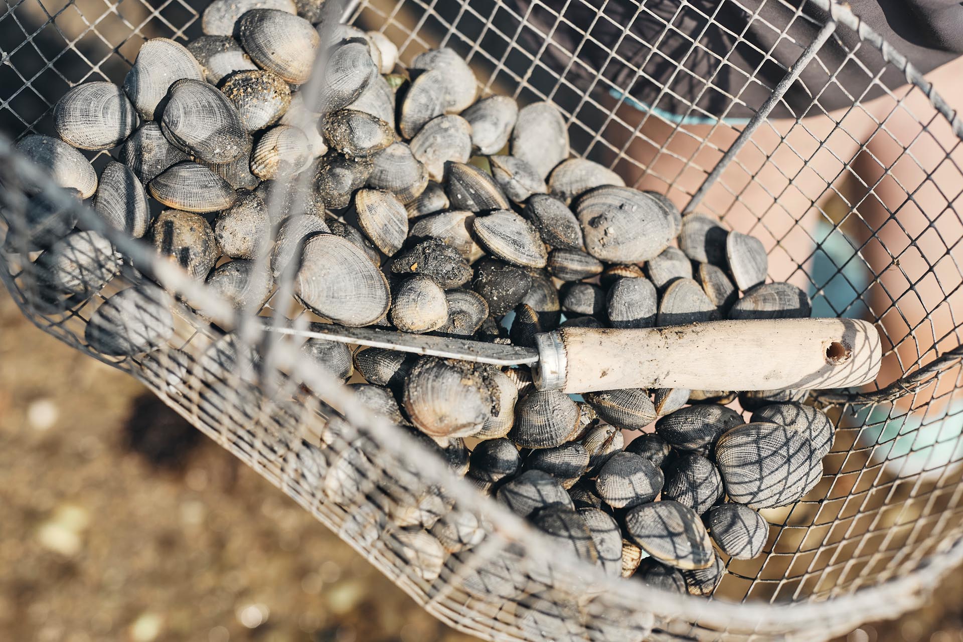 Profitez de la mer, tout en la préservant ! - Pêche à pied - Pénestin - © Alexandre Lamoureux