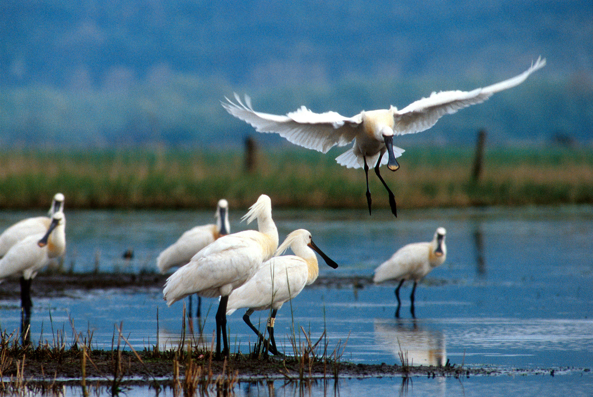 Birds in Brière - © S. Dutillieul